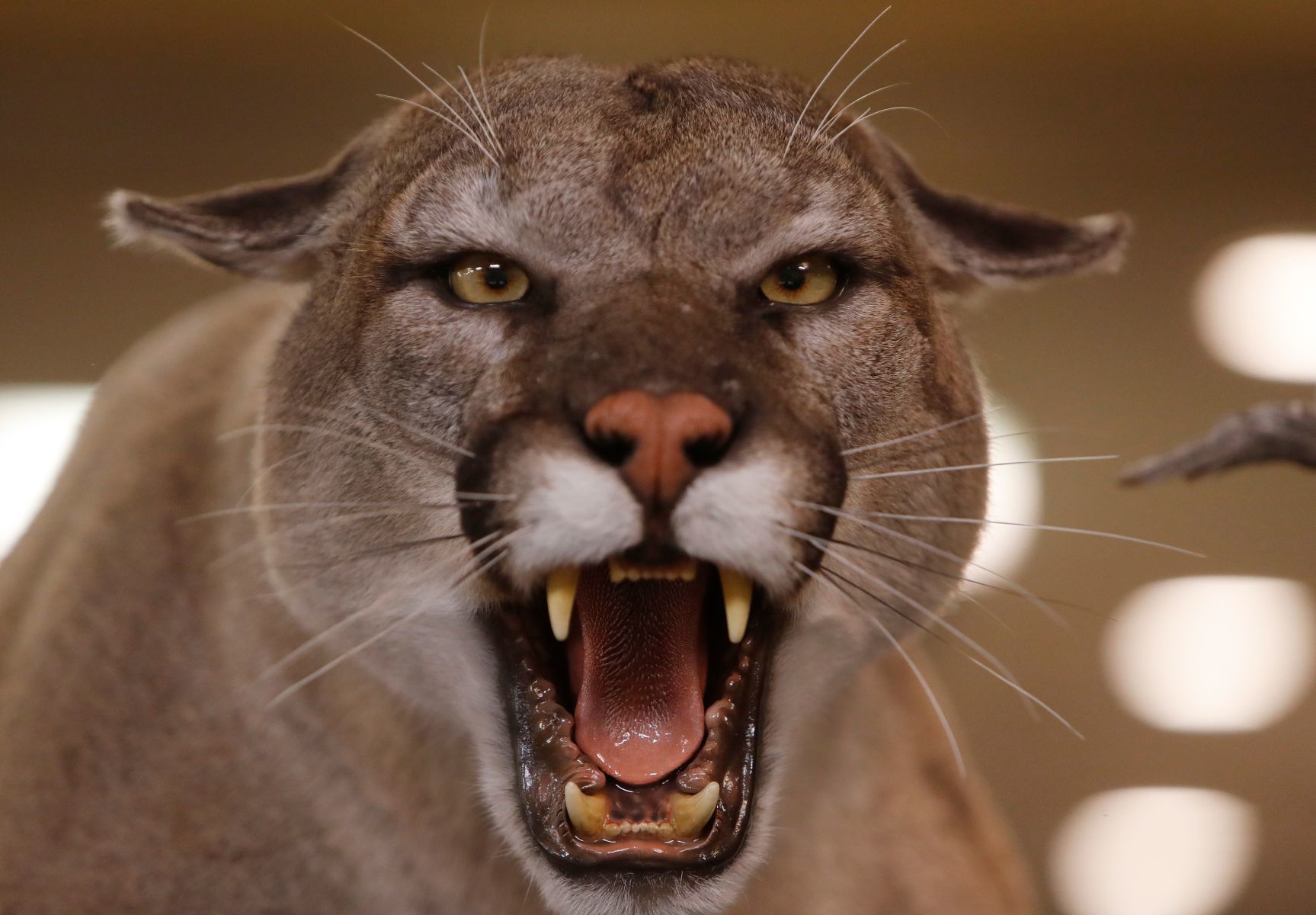 Montana Taxidermists Association Convention and competition